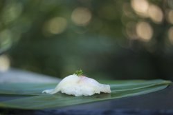Dorada yubiki marinată în alge kombu hidratată cu sake  image